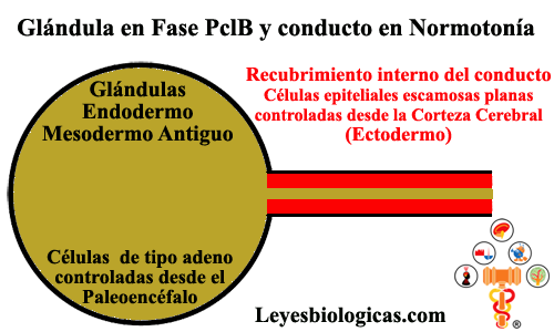 Glandulas Endodermo Fase PclB SBS Conductos Ectodermo Normotonia