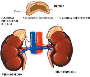 Glandulas Suprarrenales Izqueirda Derecha Medula Corteza Mesodermo Nuevo