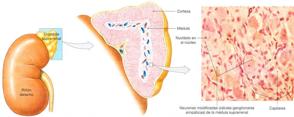 Glandula Suprarrenal Medula Corteza Anatomia Tejidos Mesodermo Nuevo