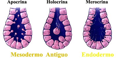 Glandulas Exocrinas Clasificacion Endodermo Mesodermo Antiguo