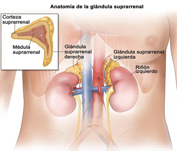 Anatomia Glandula Suprarrenal Medula Corteza Mesodermo Nuevo