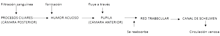 Humor Acuoso Formacion Fluido Reabsorcion Circulacion Venosa Esquema Camara Anterior Posterior