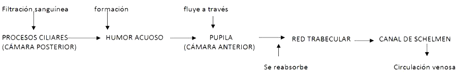 Humor Acuoso Formacion Fluido Reabsorcion Circulacion Venosa Esquema Camara Anterior Posterior