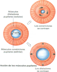 Ojo Iris Musculos Dilatadores Constrictores