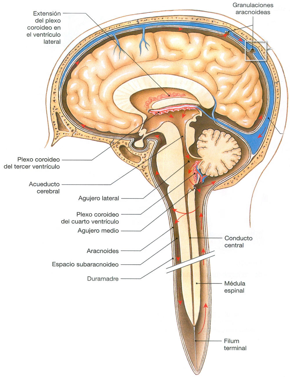 Endodermo Circulacion LCR Liquido Cefalorraquideo Plexos Coroideos Ventriculos