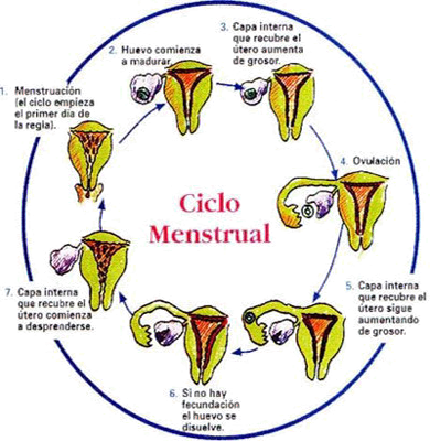 Ciclo Menstrual Menstruacion Desprendimiento Capa Interna Utero
