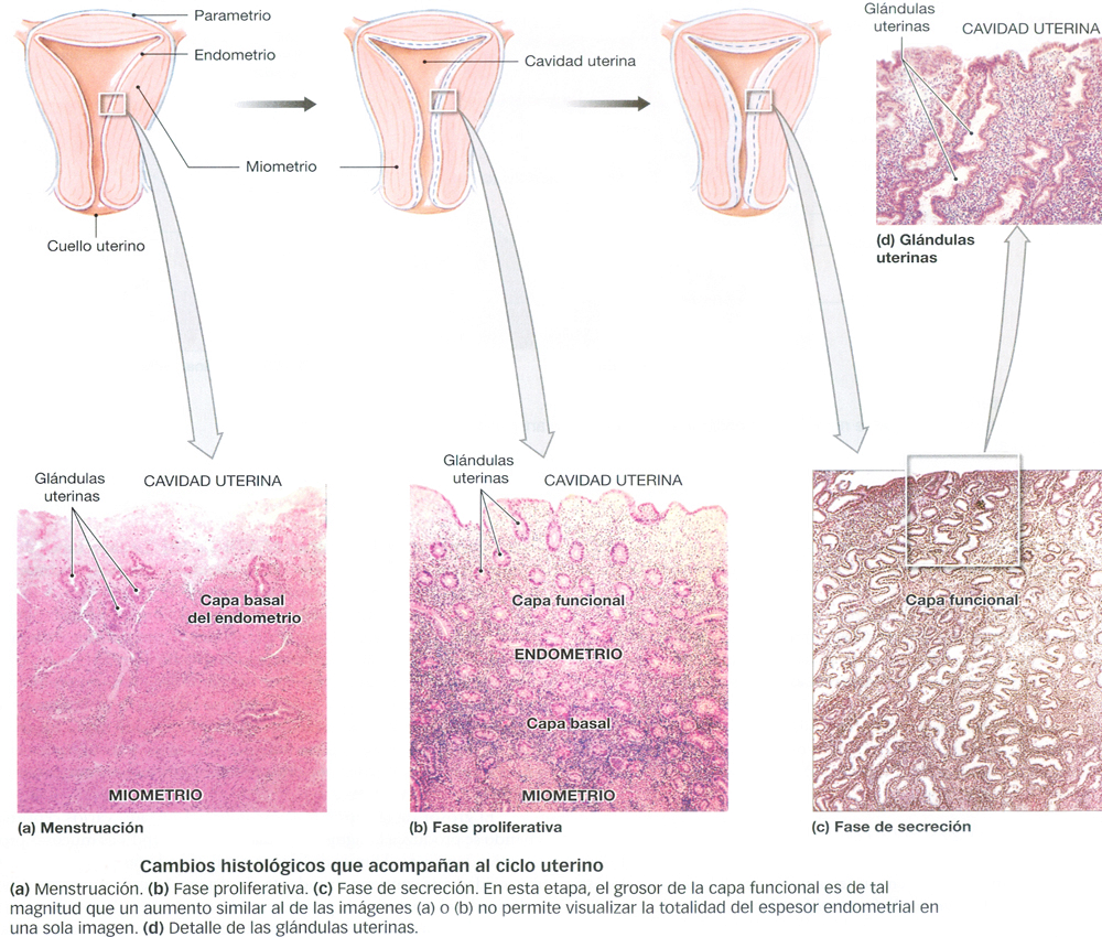 Ciclo Uterino Menstrual Cambios Menstruacion Fase Proliferativa Secrecion
