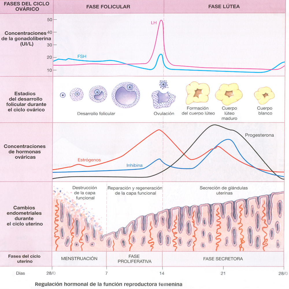 Fases Ciclo Ovarico Uterino Folicular Lutea Hormonas