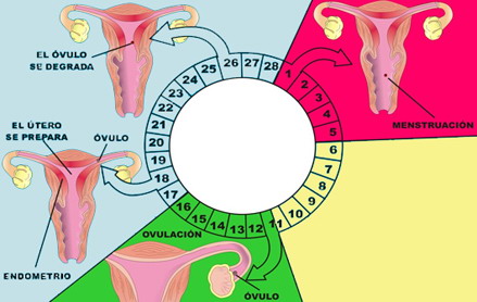 Menstruacion Dias Ovulo Utero Ovulacion