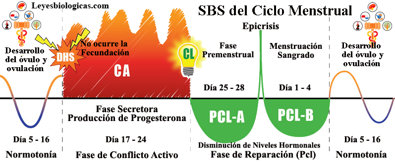 SBS Menstruacion Ciclo Menstrual Fase Activa PclA PclB Ovulacion Sangrado