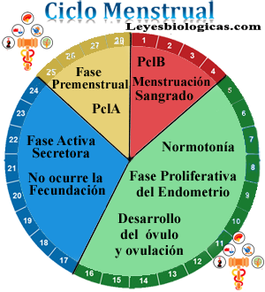 SBS Menstruacion Dias Fase Activa Pcl Ovulacion
