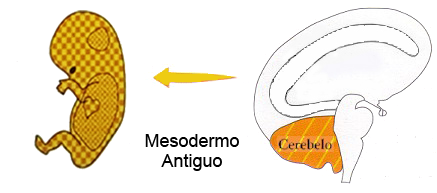 Mesodermo Antiguo Cerebelo