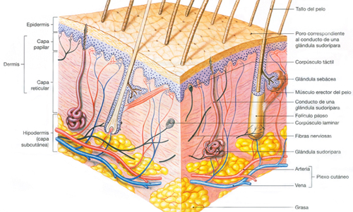Dermis Glandulas Sudoriparas Sebaceas Mesodermo Antiguo