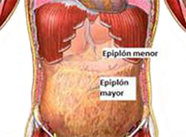 Epiplon Mayor Menor Anatomia