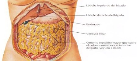 Epiplon Omento Anatomia
