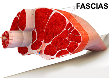 Fascias Musculos Mesodermo Antiguo