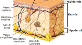 Dermis Glandulas Sudoriparas Sebaceas Mesodermo Antiguo