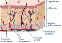 Dermis Glandulas Sudoriparas Sebaceas Mesodermo Antiguo