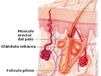 Dermis Pelo Glandulas Sebaceas Sudoriparas