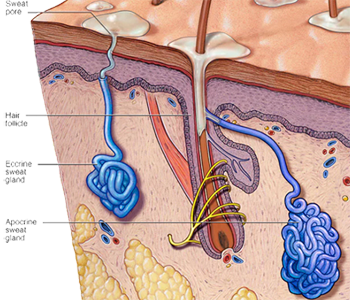 Dermis Glandulas Sudoriparas Mesodermo Antiguo