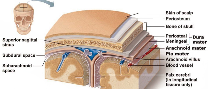 Recubrimientos Cerebro Meninges Hueso Periostio Espacio Subdural
