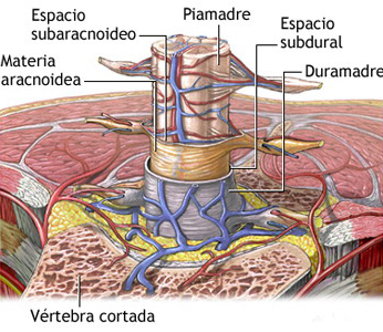 Vertebra Cortada Meninges Espacios Mesodermo Nuevo