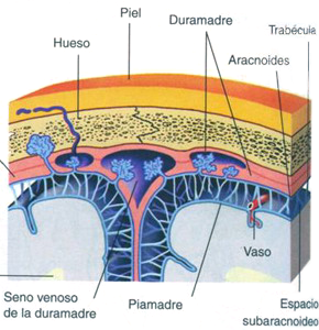 Recubrimientos Cerebro Meninges Hueso Piel Esquema