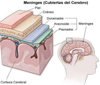 Recubrimientos Cerebro Meninges Craneo Piel