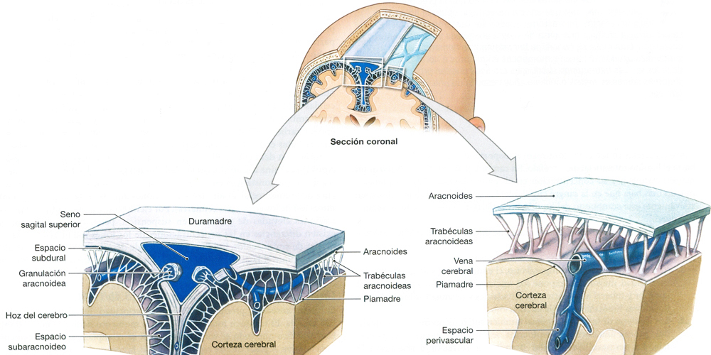 Recubrimientos Cerebro Meninges Piamadre Aracnoide Duramadre