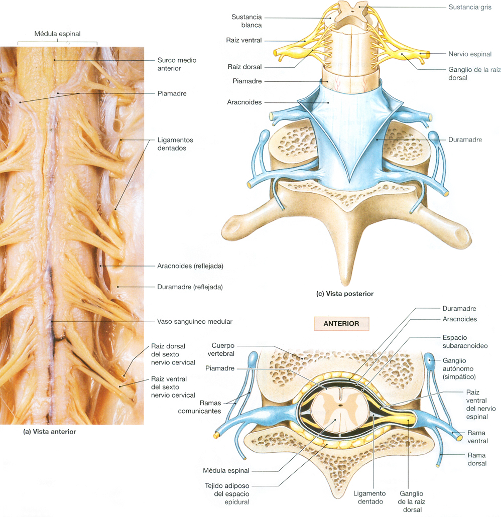 Columna Vertebral Medula Espinal Meninges