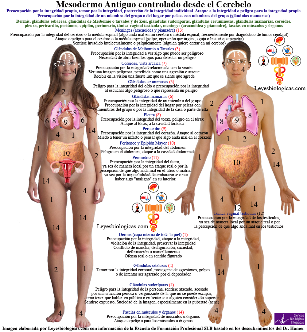 Mesodermo Antiguo Organos Cuerpo Activaciones Shocks Biologicos