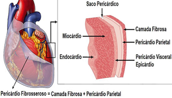 Pericardio Mesodermo Antiguo Anatomia