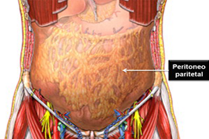 Peritoneo Parietal Mesodermo Antiguo