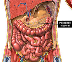 Peritoneo Visceral Mesodermo Antiguo