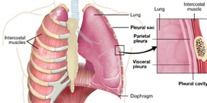 Pleura Mesodermo Antiguo Anatomia