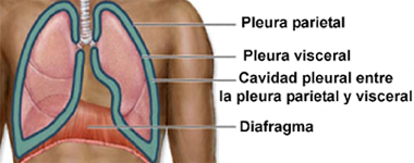 Pleura Mesodermo Antiguo Esquema