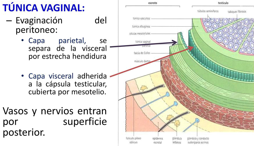 Tunica Vaginal Testicular Anatomia