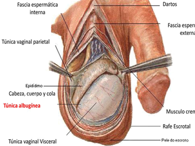 Tunica Vaginal Testicular Anatomia Testiculo Pene Escroto