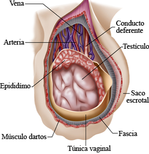 Testiculo Escroto Epididimo