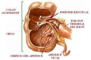 Valvula Esfinter Ileocecal Ciego Colon Ascendente