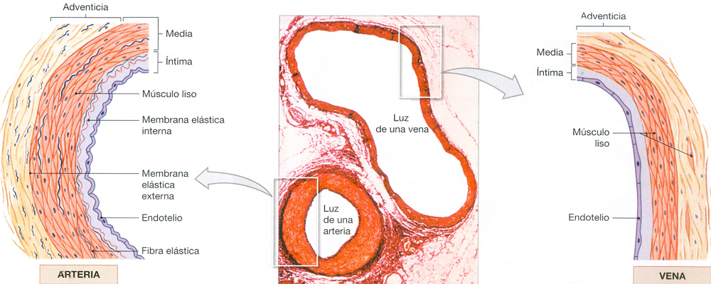 Arterias Venas Anatomia Mesodermo Nuevo
