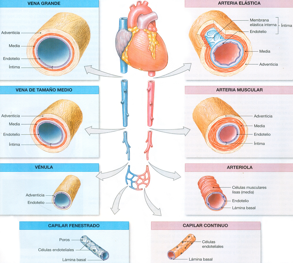 Arterias Venas Corazon Capilares Anatomia Mesodermo Nuevo