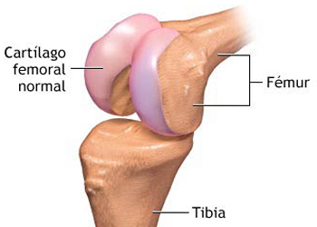 Articulacion Sinovial Cartilago Huesos Mesodermo Nuevo