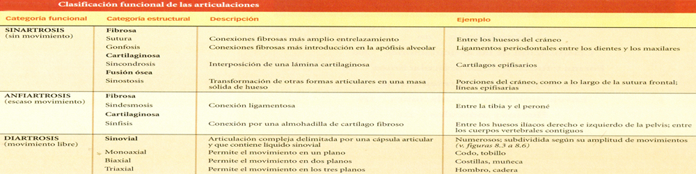 Clasificacion Tipos Articulaciones Sinartrosis Anfiartrosis Diartrosis Mesodermo Nuevo