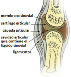 Articulacion Sinovial Cartilago Huesos Ligamentos Mesodermo Nuevo