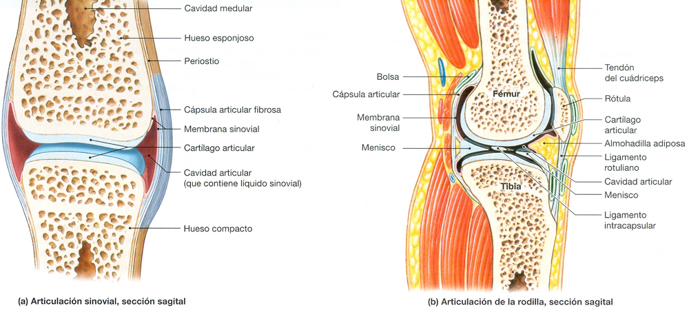 Articulacion Sinovial Rodilla Mesodermo Nuevo