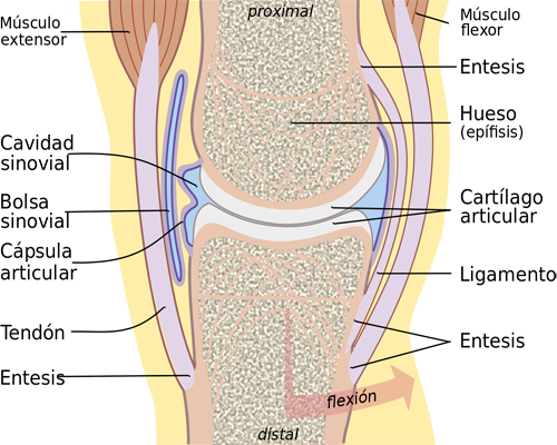 Articulacion Sinovial Cartilago Huesos Mesodermo Nuevo Anatomia