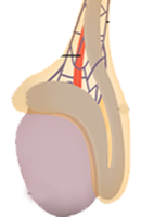 Testiculo Normal