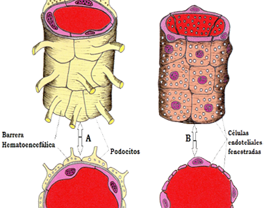 Barrera Hematoencefalica Hematica Anatomia