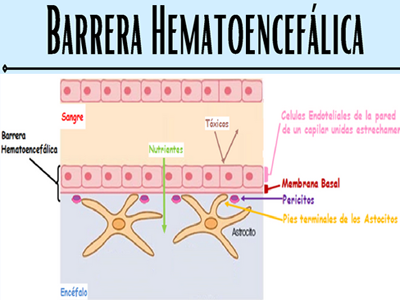 Barrera Hematoencefalica Hematica Anatomia Celulas